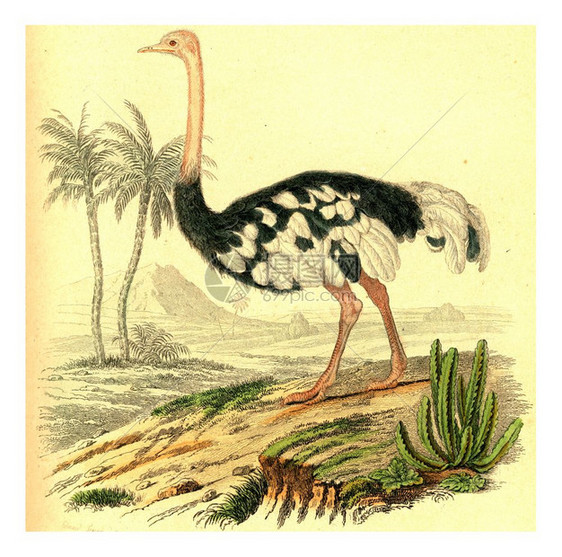 Ostrich古代刻画插图来自Buffon完成的作品图片