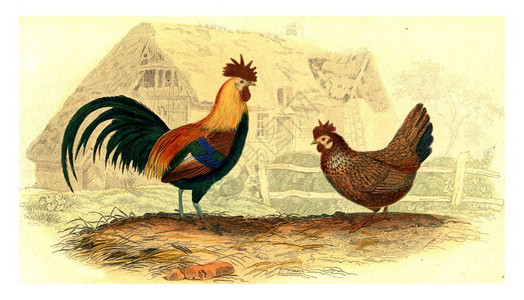 鸡老式雕刻插图来自Buffon完成的作品图片