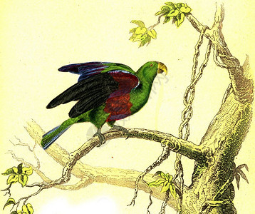 绿色鹦鹉古老的雕刻插图来自Buffon完成的作品图片