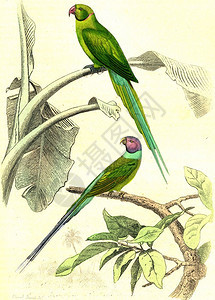 长尾鹦鹉有粉红色的项圈鲜嫩鹦鹉古老雕刻插图从Buffon完成的作品图片