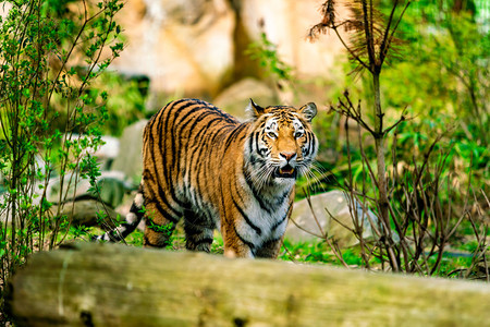 动物园中的美丽老虎图片