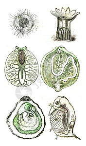 目前许多物种在原始时期活或代表原始时期的无脊椎动物的比较组织图片