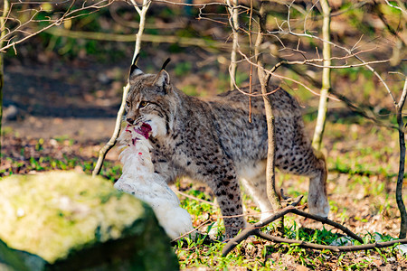 林克斯吃东西口中猎物的林克斯口中猎物的林克斯口中猎物图片