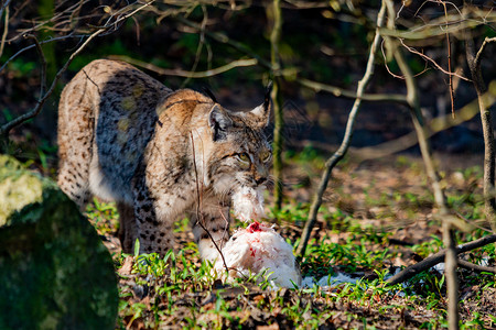 林克斯吃东西口中猎物的林克斯口中猎物的林克斯口中猎物图片