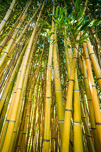 竹林自然背景图片