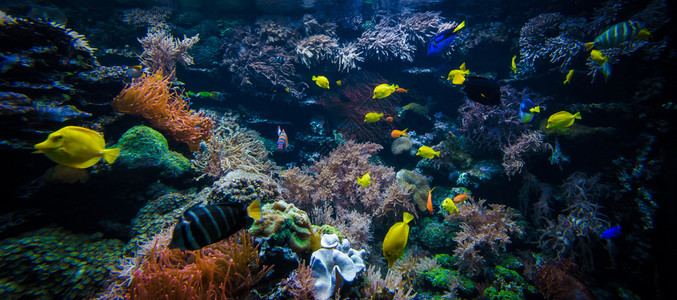 含有多彩鱼类的珊瑚礁景观图片
