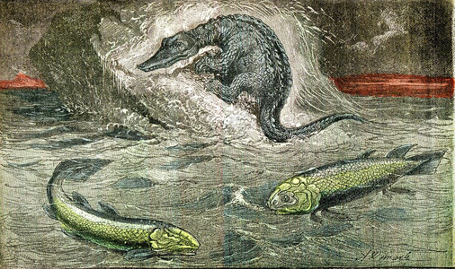 九鱼图背景墙从鱼类向爬行动物的过渡古老刻画图从自然创造和人类背景
