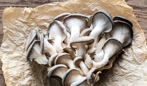 牡蛎蘑菇图片