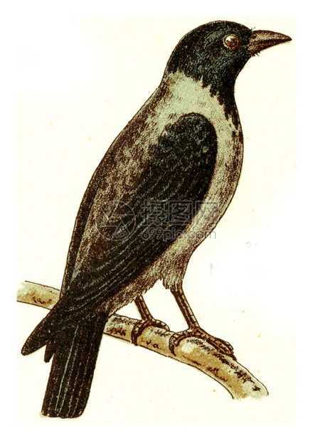 黑乌鸦古老的雕刻插图来自欧洲的德乌奇鸟类集图片
