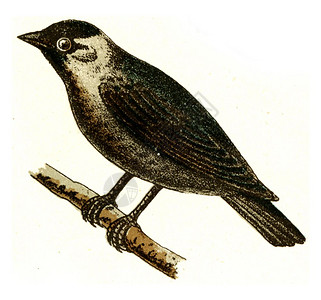 Jackdaw古代雕刻的插图来自欧洲德乌茨鸟类集高清图片
