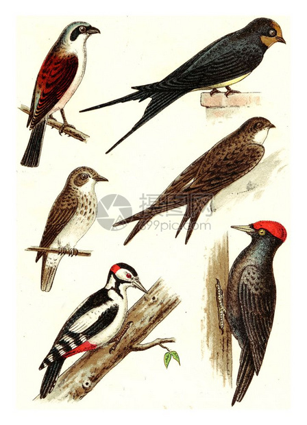 巴恩斯瓦洛BarnSwallow普通斯威夫特Swift红背的ShrikeShrike捕蝇者木鸟黑老雕刻的插图来自欧洲Deutch图片