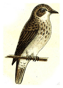 捕猎者欧洲德乌奇鸟类集古老的雕刻插图图片