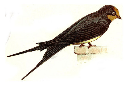 巴恩斯瓦洛BarnSwallow由欧洲德乌茨鸟类集撰写的老式刻字插图图片