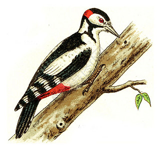 Woodpecker古代雕刻的插图摘自欧洲德乌茨鸟类集图片