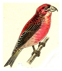 古代刻画图解摘自欧洲德乌茨鸟类集图片