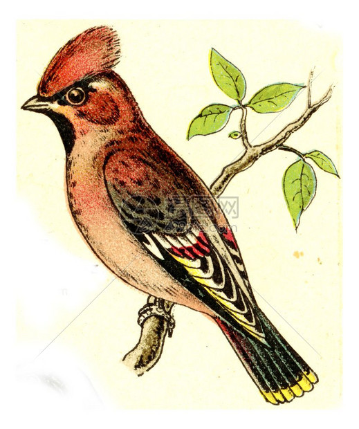 欧洲德乌茨鸟类集Waxwing古代刻画插图图片