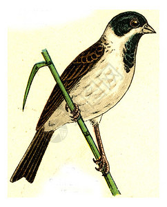 ReedBunting古代雕刻的插图摘自欧洲德乌茨鸟类集图片