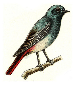 黑色红开始古老的刻画图例来自欧洲的德乌奇鸟类集图片