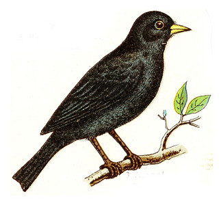 黑鸟古代刻画插图欧洲德乌茨鸟类集图片