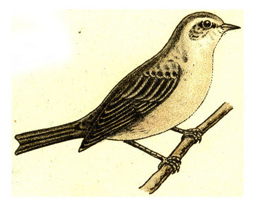 花园华勒古代雕刻的插图欧洲德乌茨鸟类集图片