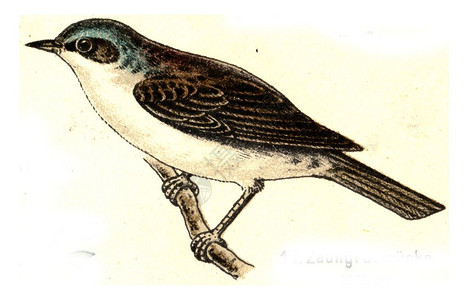 欧洲德乌茨鸟类图集欧洲德乌茨鸟类图集图片
