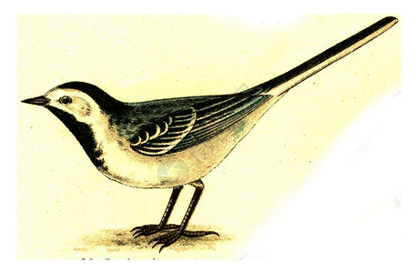 Wagtail古代刻字插图摘自欧洲德乌茨鸟类集图片
