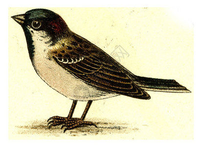 Sparrow古代刻画插图摘自欧洲Deutch鸟类集图片