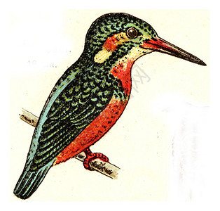 Kingfisher由欧洲德乌茨鸟类集撰写的陈年插图图片
