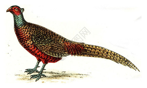 Pheasant古代刻画插图摘自欧洲德乌茨鸟类集图片