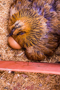 在笼子里放红母鸡孵卵图片素材