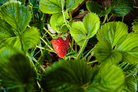 红草莓的植物有树叶和花茎图片