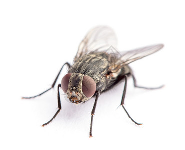 蓝色短裙街头小秀美腿白色上孤立的苍蝇背景