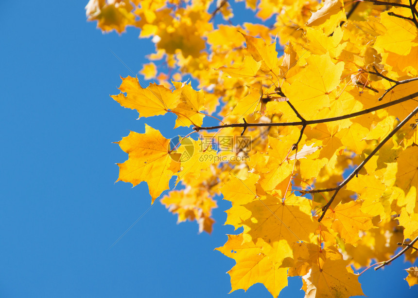蓝天空背景的秋叶图片
