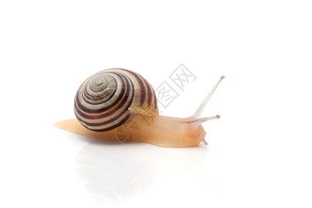 蜗牛插画白色背景上的蜗牛宏背景