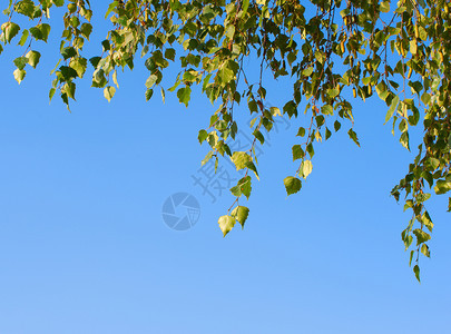 蓝天对准绿树图片