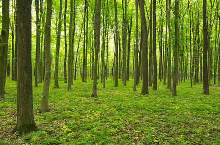 绿林背景图片