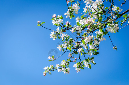 鲜花苹果树图片