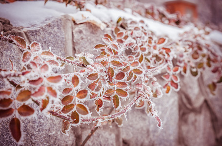 冷冻植物图片