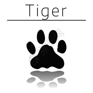 泽伊老虎动物足迹名称和白色背景的反射插画