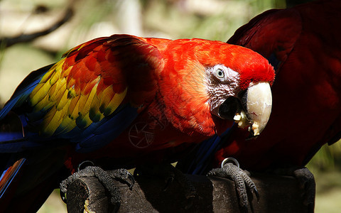 Parrot热带鸟类图片