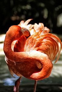 Flammingo粉红色热带鸟类图片