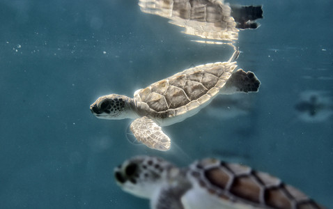 水中的小海龟图片