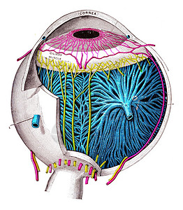 眼球古老的雕刻插图图片