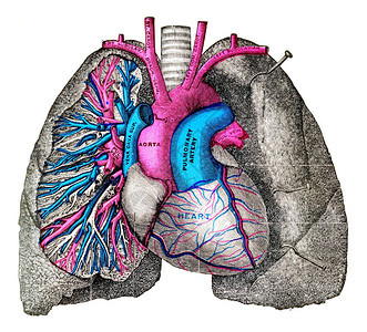 肺动脉和古老的雕刻图案图片