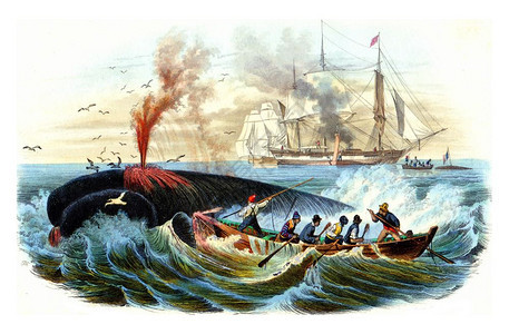 鲸鱼捕捞古老的雕刻插图拉塞佩德的自然历史图片