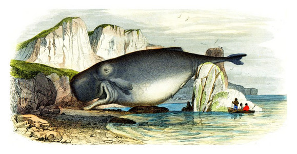 鱼插图精鲸古代雕刻的插图来自拉塞佩德的然历史背景