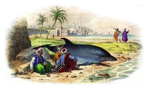 普通海豚古代雕刻的插图来自拉塞佩德的然历史图片