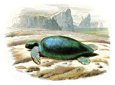 开诚布公的海龟古老雕刻图画来自拉塞佩德的然历史图片