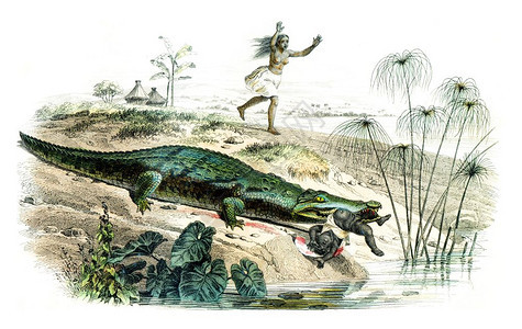 鳄鱼古老的雕刻插图来自拉塞佩德的然历史图片