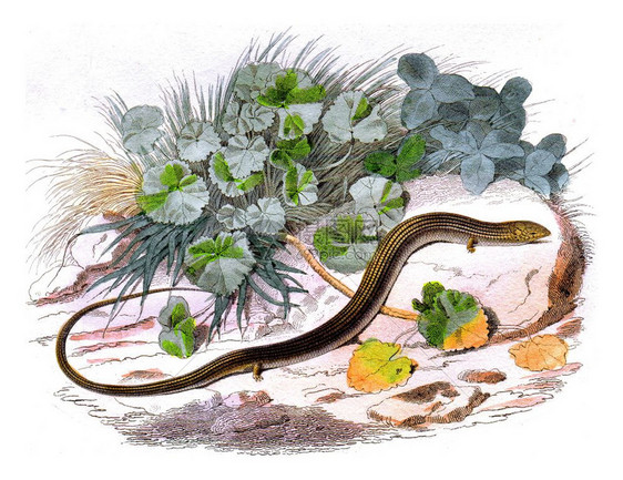 古典画莱斯佩德的自然历史图片